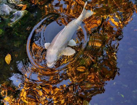 White Koi on Gold Photograph by Peter Mooyman - Fine Art America