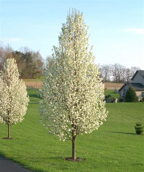 Cleveland Select Flowering Pear - Google Search | White flowering trees, Backyard trees ...