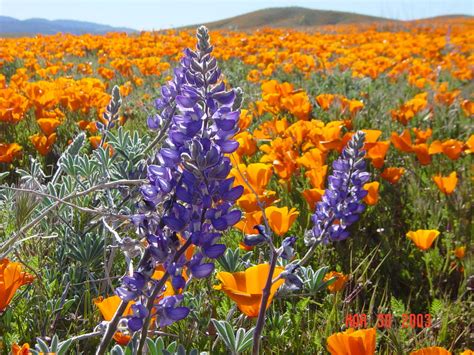 The Charmed Life: California Wildflowers for a (Nearly) Wordless Wednesday