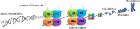 DNA packaging in cell [with exercise questions] | Dai Liang Group