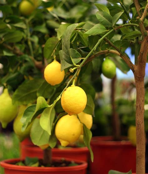 Yes! You CAN Grow a Lemon Tree - Garden Therapy