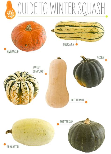 How To On Squash - From Growing To Eating, Summer and Winter Varieties