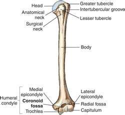 Coronoid fossa | definition of coronoid fossa by Medical dictionary