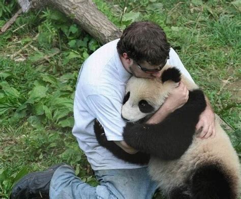 Panda Hug: Animals Who Love Hugging As Much As Humans