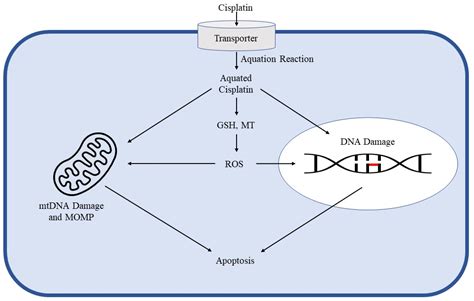 IJMS | Free Full-Text | Targeting DNA Damage Response and Repair to ...