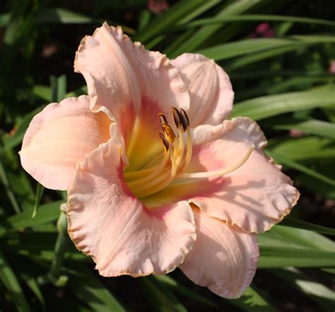 Daylily: Pink Cotton Candy