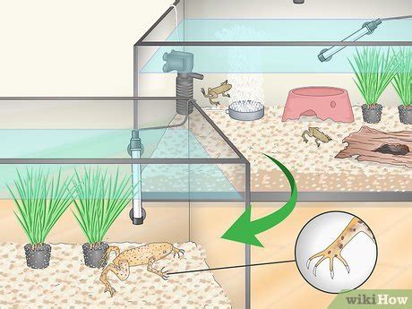 How to Take Care of an Aquatic Frog (with Pictures) - wikiHow