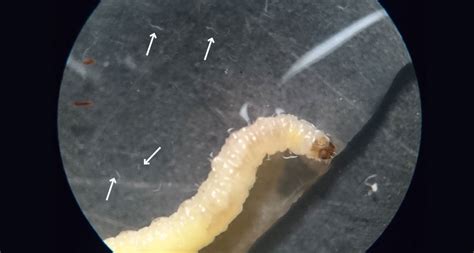 While eating, these worms release chemicals to lure the next meal | Science News