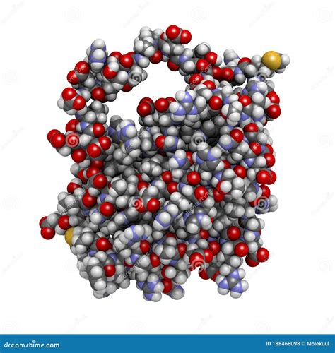 BCL-2 Protein. Prevents Apoptosis (cell Death) and Often Found Overexpressed in Cancer Cells ...