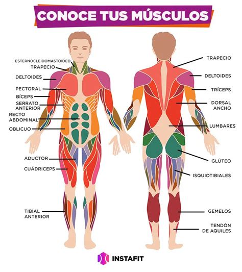 ¿Conoces tus músculos? | Músculos del cuerpo humano, Anatomia humana ...