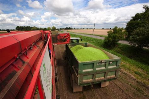 The Harvesting Process - Yes Peas!