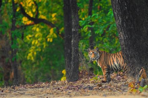 Nature Explorers India