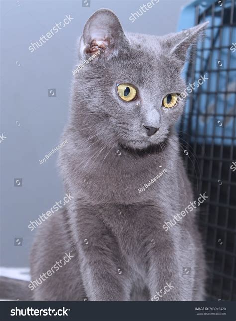 Beautiful Russian Blue Cat Yellow Eyes Stock Photo 763945420 | Shutterstock