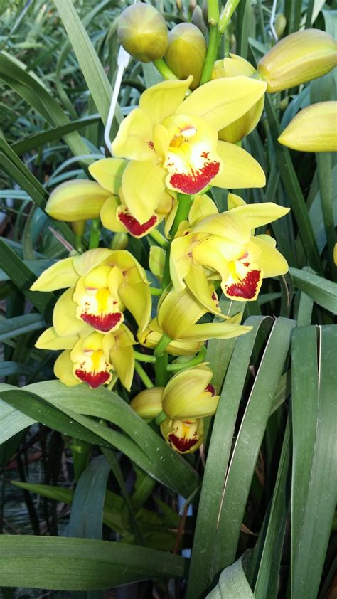 Bright Eyes – Cymbidium Orchids