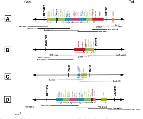 Figure 3 from Chromosome 22-specific low copy repeats and the 22q11.2 deletion syndrome: genomic ...