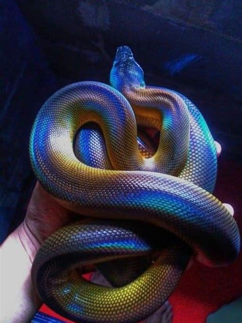 Serpiente multicolor | Most beautiful animals, Cute reptiles, Animals ...