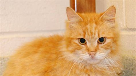 Overcrowding prompts cat adoption special at Isle of Wight Animal Shelter