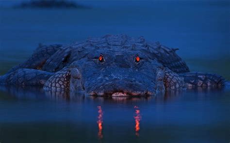 Alligator Wallpapers - Wallpaper Cave