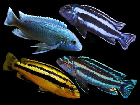 Assorted Melanochromis species | Cichlids, Mbuna cichlids, African cichlids