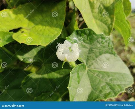 Pointed Gourd White Flowers on Tree in Farm of Bangladesh. Stock Image - Image of twilights ...