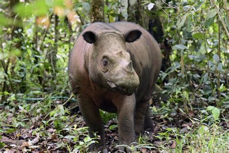 Un rhinocéros de Sumatra, une espèce en danger d'extinction, est né en ...