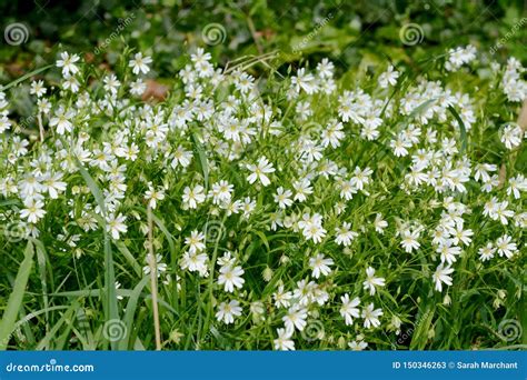 Greater Stitchwort - White Wild Flowers in a Hedgerow Stock Image - Image of stitchwort ...