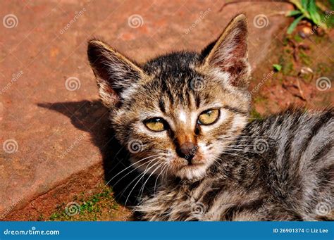 Sunbathing Cat stock photo. Image of lazy, playground - 26901374