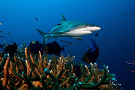 Reef sharks are in major decline worldwide