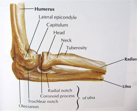 view of elbow from the side | Joints anatomy, Elbow anatomy, Anatomy bones