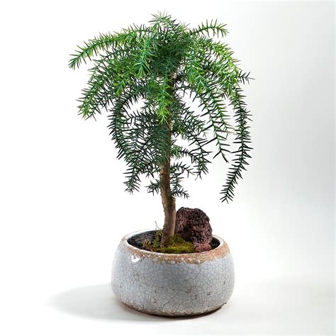 Araucaria Cunninghamii (Hoop Pine), Bonsai – www.littlebiggarden.com