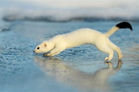 Ermine Pictures - AZ Animals