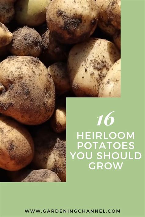 Best 16 Heirloom Potatoes You Should Grow - Gardening Channel in 2023 | Heirloom vegetables ...