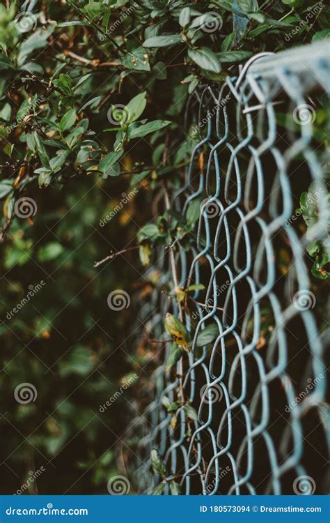 Chain Link Fence with Plant Stock Photo - Image of plant, design: 180573094