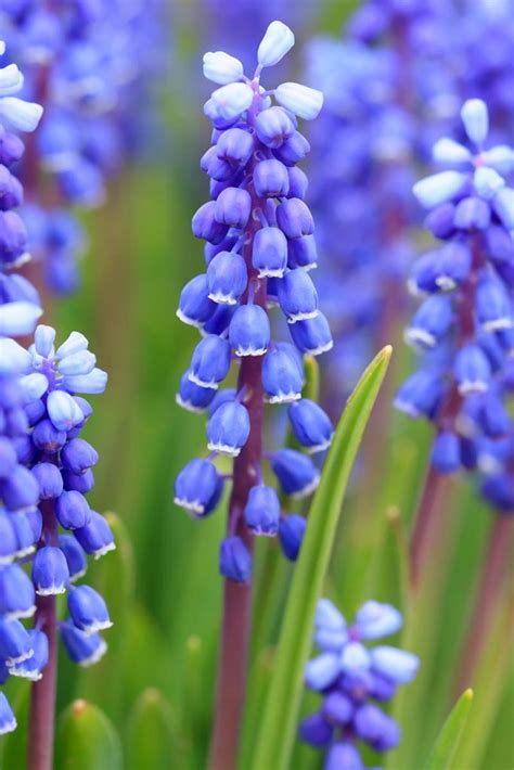 How to Grow and Care for Grape Hyacinth (Muscari)