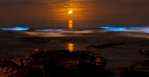 bioluminescent marine bacteria « Inhabitat – Green Design, Innovation ...