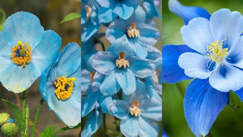 9 Beautiful Blue Perennial Flowers for Your Backyard