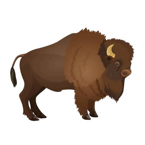 Best American Bison Illustrations, Royalty-Free Vector Graphics & Clip Art - iStock ...