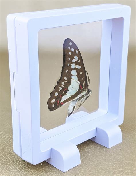 S10 Entomology Butterfly Specimen Floating Frame Display | Etsy