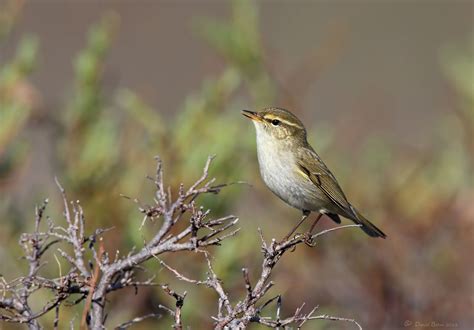 Arctic Warbler | Audubon Field Guide