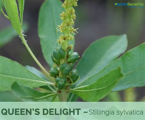 Queen’s Delight facts and health benefits