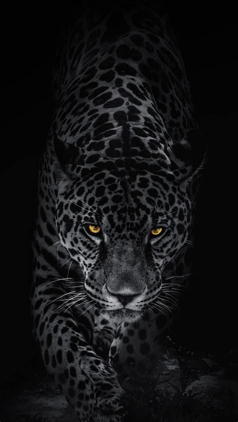 Leopard, big, cats, black, dark, wild, orange eyes, HD phone wallpaper | Peakpx