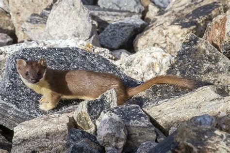 Long-Tailed Weasel - Facts, Diet, Habitat & Pictures on Animalia.bio