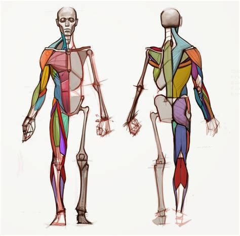 Here are the basic anatomical shapes, or pattern map, that I teach to ...