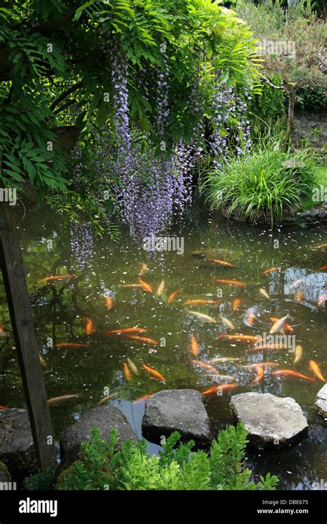 Koi Carp Pond and Japanese Wisteria, Wisteria floribunda. The Japanese ...