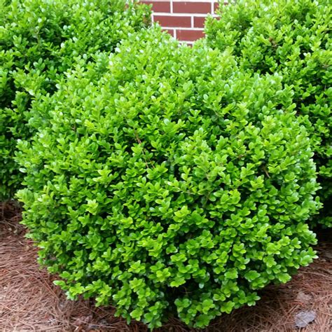 Boxwood Winter Gem - Johnson Nursery Corporation