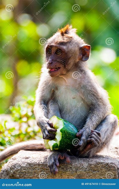 Young Long-tailed Macaque Monkey Eating Stock Photo - Image of animal, asian: 49167410