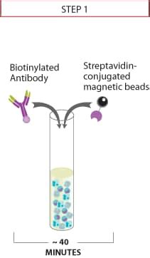 CD4+ CD25+ Regulatory T Cell Isolation from PBMC or Splenocyte Preparations by Magnetic ...