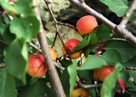 Apricot tree care essentials 🌳 🍑 Ensure your tree blooms and produces ...