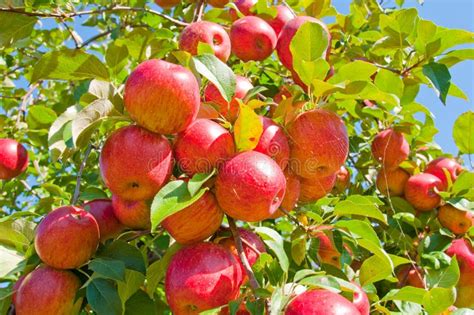 Apple Tree stock image. Image of fruit, picking, ripe - 16327363