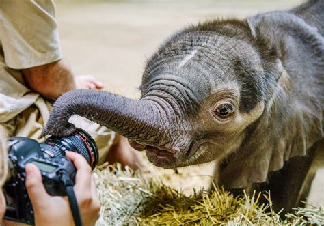 Pittsburgh Zoo takes baby elephant off display for a few days | Pittsburgh Post-Gazette